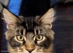 Kylo - Maine Coon Cat For Sale - Chouteau&comma; OK&comma; US