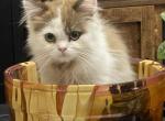 Godivas Seal Van male - Ragamuffin Cat For Sale - Salem&comma; OR&comma; US