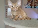 Garfield - Devon Rex Kitten For Sale - Brooklyn&comma; NY&comma; US