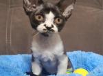 Snoopy - Devon Rex Kitten For Sale - Brooklyn&comma; NY&comma; US