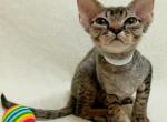 Peaches - Devon Rex Kitten For Sale - Brooklyn&comma; NY&comma; US