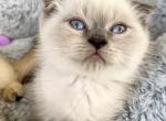 Scottish Fold pretty boy blue eyes - Scottish Fold Kitten For Sale - Champions Gate&comma; FL&comma; US