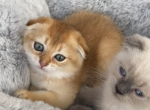 Scottish fold boy gold - Scottish Fold Kitten For Sale - Champions Gate&comma; FL&comma; US
