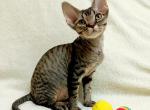 Snickers - Devon Rex Kitten For Sale - Brooklyn&comma; NY&comma; US