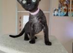 Ruby - Devon Rex Kitten For Sale - Brooklyn&comma; NY&comma; US