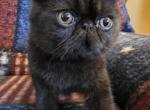 Elvis - Exotic Cat For Sale - Saint Petersburg&comma; FL&comma; US