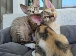 Sidney - Devon Rex Kitten For Sale - Brooklyn&comma; NY&comma; US