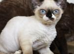 Jazzy - Devon Rex Cat For Sale - Brooklyn&comma; NY&comma; US