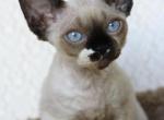Ash - Devon Rex Kitten For Sale - Brooklyn&comma; NY&comma; US