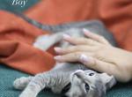 Mike - Oriental Kitten For Sale - Brooklyn&comma; NY&comma; US
