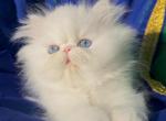 Beautiful dollface all white blue eyes male - Persian Kitten For Sale - San Jose&comma; CA&comma; US