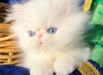 Beautiful dollface all white blue eyes male - Persian Kitten For Sale - CA&comma; US