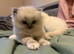 Oscar - Ragdoll Cat For Sale - Cleveland&comma; OH&comma; US