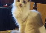 Jessie - Ragdoll Cat For Sale - Bigmount&comma; PA&comma; US