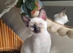 Musamell - Siamese Cat For Sale - Milwaukie&comma; OR&comma; US
