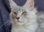 Silver Tiger - Maine Coon Kitten For Sale