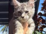 BonBon - Maine Coon Cat For Sale - Hollywood&comma; FL&comma; US