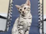 Kiki female Bengal - Bengal Kitten For Sale - Port Matilda&comma; PA&comma; US