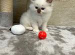mistys litter - Ragdoll Kitten For Sale - Freeburg&comma; PA&comma; US