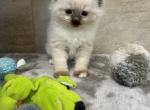 Chester - Ragdoll Kitten For Sale - Freeburg&comma; PA&comma; US