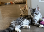 Blackie - Maine Coon Cat For Sale - Russellville&comma; MO&comma; US