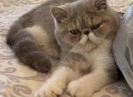 Ms Sassy - Exotic Cat For Sale - TN&comma; US