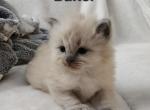 Baker - Ragdoll Kitten For Sale - Swedesboro&comma; NJ&comma; US
