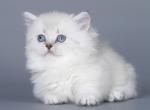 Drelon - Munchkin Cat For Sale - Pembroke Pines&comma; FL&comma; US