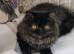 Lexi - Persian Cat For Sale - Shirley&comma; MA&comma; US