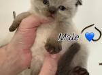 RESERVED PEANUT SCOTTISH FOLD - Scottish Fold Kitten For Sale - Austin&comma; TX&comma; US