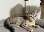 Tabby girl - Domestic Kitten For Adoption - Auburn&comma; WA&comma; US