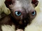 Sphynx Elfs and Bambinos Gorgeous Boys and Girls - Sphynx Kitten For Sale - Gibsonton&comma; FL&comma; US