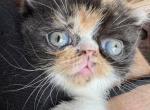 Princess Pandora - Exotic Kitten For Sale - Gibsonton&comma; FL&comma; US