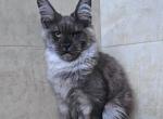 Uno - Maine Coon Cat For Sale - Miami&comma; FL&comma; US
