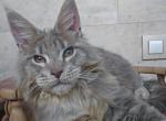 Uran - Maine Coon Cat For Sale - Hollywood&comma; FL&comma; US