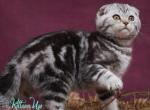 Quentin - Scottish Fold Kitten For Sale - Hollywood&comma; FL&comma; US