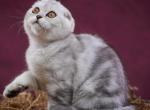 Questa Lola - Scottish Fold Kitten For Sale - Hollywood&comma; FL&comma; US