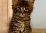 Bonzo - Maine Coon Kitten For Sale - Wilmington&comma; DE&comma; US