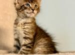 Kate - Maine Coon Kitten For Sale - Wilmington&comma; DE&comma; US