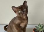 Kenzo - Burmese Kitten For Sale - Norwalk&comma; CT&comma; US