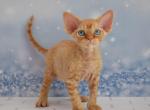 Uiliam - Devon Rex Kitten For Sale - Norwalk&comma; CT&comma; US