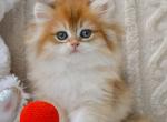 Gino - British Shorthair Kitten For Sale - Hollywood&comma; FL&comma; US