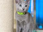 Westa - Russian Blue Cat For Sale - Pembroke Pines&comma; FL&comma; US