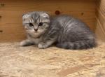girl kitten 2 - Scottish Fold Kitten For Sale - Maineville&comma; OH&comma; US