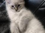 One Tiny Blue Point Ragdoll - Ragdoll Kitten For Sale - Madison&comma; TN&comma; US