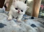 Persian white boy - Persian Kitten For Sale - Palm Coast&comma; FL&comma; US
