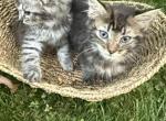 Available kittens - American Longhair Kitten For Sale - Agawam&comma; MA&comma; US