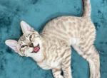 Valkyrie - Bengal Kitten For Sale - Carrollton&comma; TX&comma; US