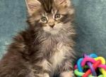 Leon - Maine Coon Kitten For Sale - Brooklyn&comma; NY&comma; US