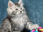 Atlas - Maine Coon Kitten For Sale - Brooklyn&comma; NY&comma; US